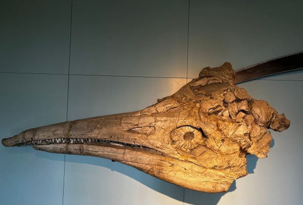 The ichthyosaur skull on display in the fossil collection of the Castle Banz today