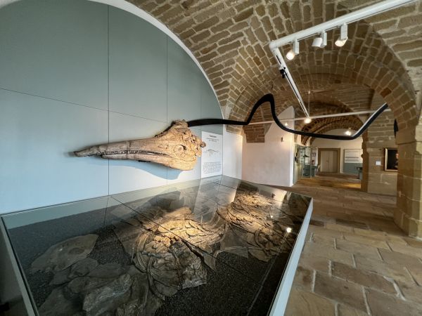 The ichthyosaur skull on display in the fossil collection of the Castle Banz today
