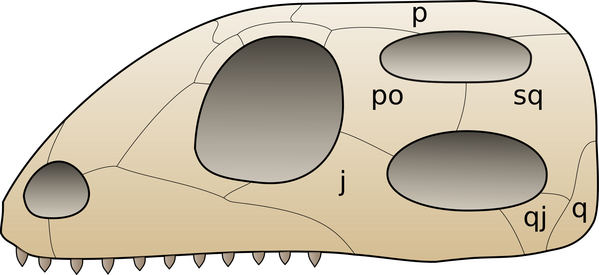 The skull of Diapsids