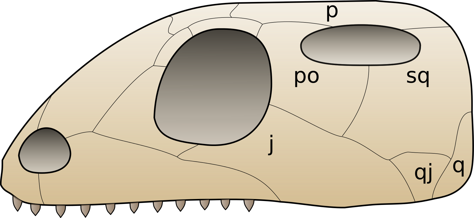 The skull of Euryapsids