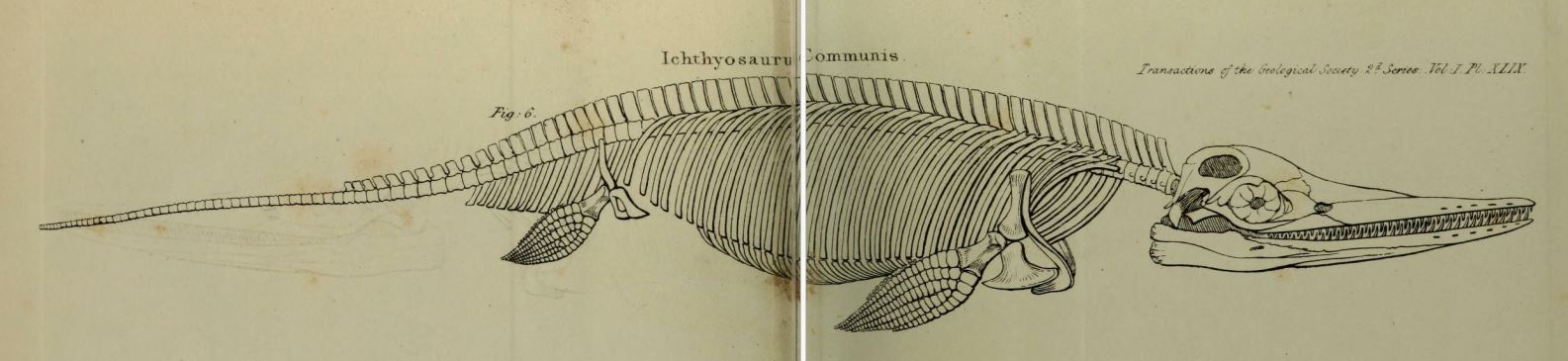 Ichthyosaur skeleton discovered by Mary Anning in 1821, illustration from an article of Willian D. Conybeare, published in 1824