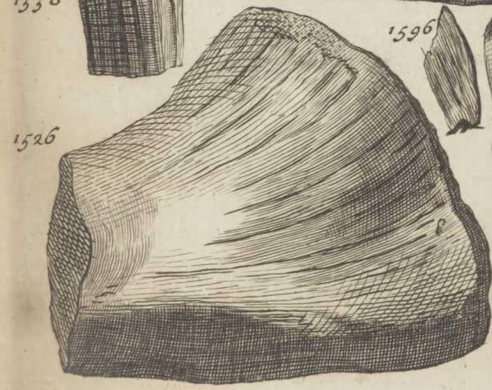 Ichthyosaur vertebrate from book of Edward Lhuyd, published in 1699