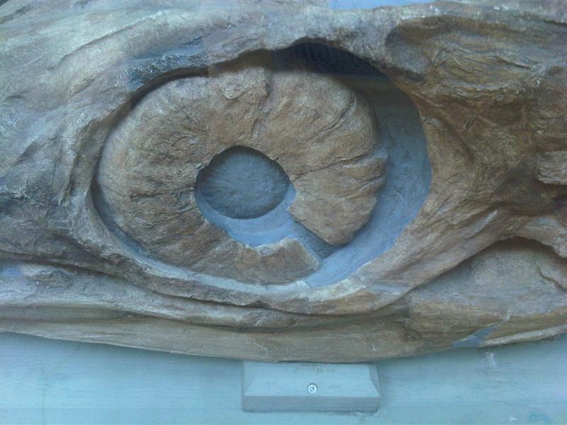 Ichthyosaur eye with Sclerotic Ring