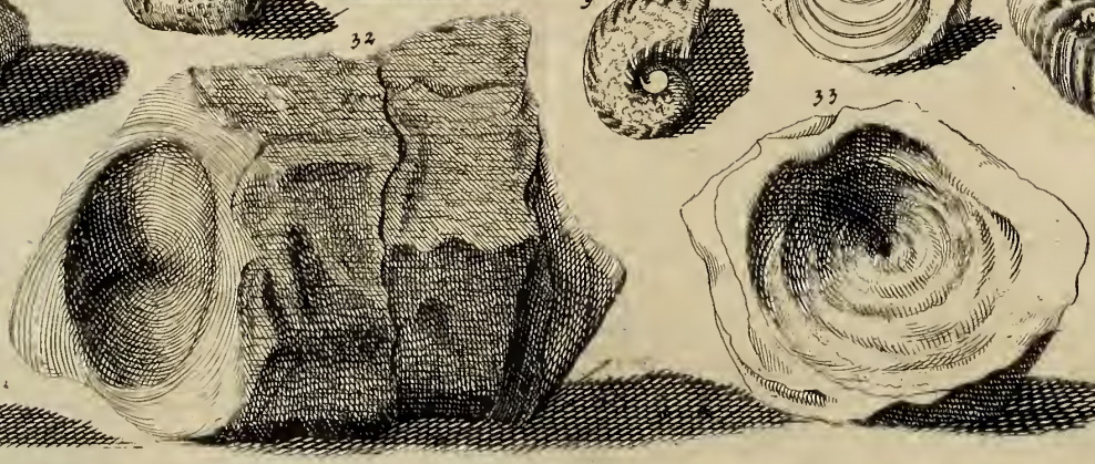 Ichthyosaur vertebrae from book of Johann Jakob Baier, published in 1708