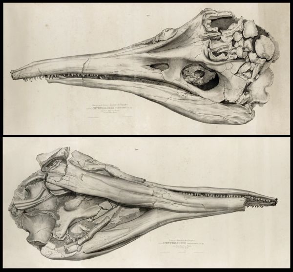 The drawing of the Ichthyosaur skull made by Carl Theodori foe his article about Temnodontosaurus trigonodon