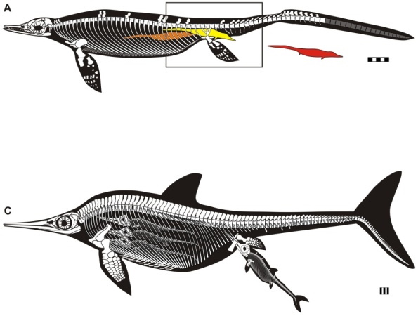 Birth style of Ichthyosaurs