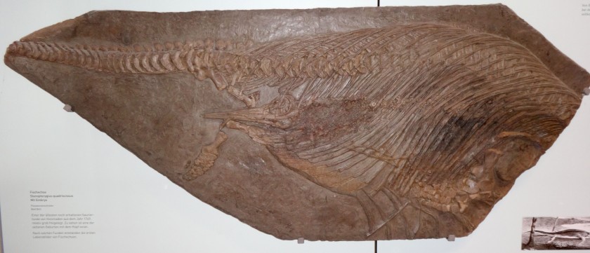 Ichthyosaur fossils discovered by the doctor Albert Mor found in Bad Boll in 1749