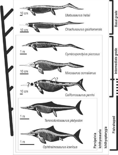 Ichthyosaurs evolution