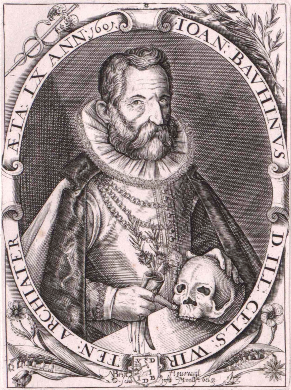 Johannes Bauhinus