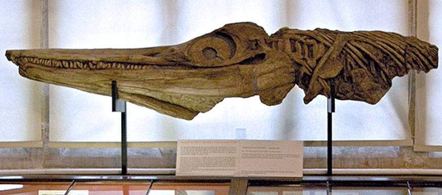 The very first skeleton of Ichthyosaur discovered by Mary and Joseph Manning in 1811