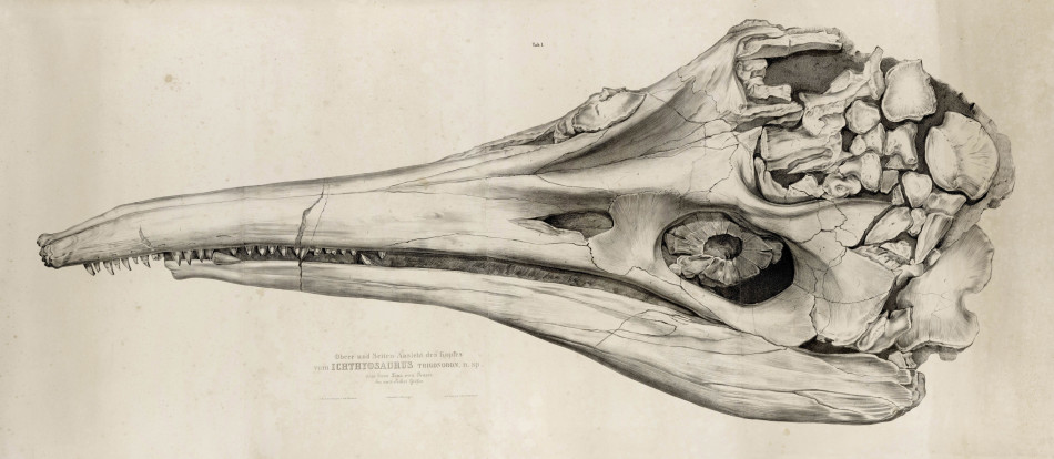 The Skull of Temnodontosaurus trigonodon was discovered near castle (Schloss) Banz in South Germany in 1842