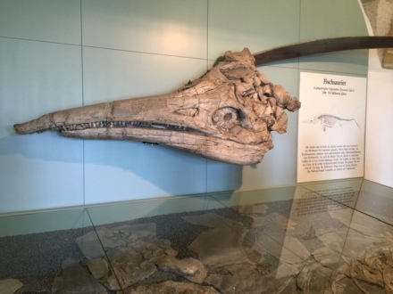 The skull of Ichthyosaur in fossil collection of Banz Monastery