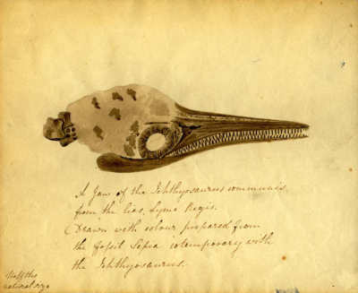 This is a sketch of an ichthyosaur from part of a letter from Elizabeth Philpot to Mary Buckland from 1833