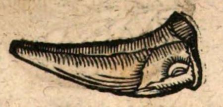 Tooth of marine reptile from a book of Johannes Bauhinus  (Fürster, 1602)