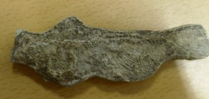 Fish fossil from Kangerlussuaq